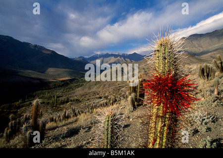 Valle Del Rio Hurtado-Chile Stockfoto