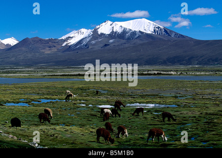 Vacunas Lauca Nationalpark-Chile Stockfoto