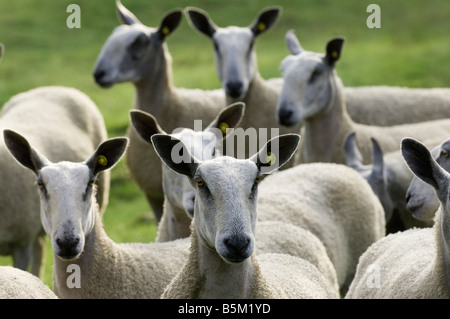 Blaue Leicester konfrontiert Mutterschafe in Bereichen Silverdale Lancashire Stockfoto