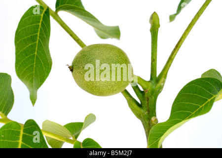 Walnuss Baum Juglans regia Stockfoto