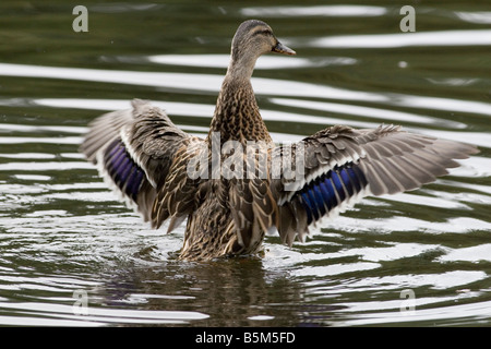 Stockente - Anas Platyrhynchos Ente Stockfoto