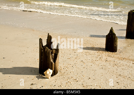 Drei der verfallenden hölzernen Pfähle mit einer Conch Muschel vor durch den Ozean in Jacksonville Beach, Florida Stockfoto