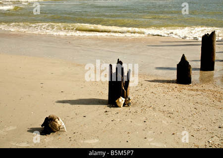 Drei der verfallenden hölzernen Pfähle mit einer Muschel und einer Kokosnuss vorne an einem Strand in Florida Stockfoto