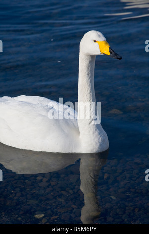 Hokkaido Japan Single Whooper Schwan Cygnus Cygnus an einer offenen Stelle des gefrorenen See Kussharo Akan National Park Stockfoto