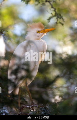 Afrikanische Kuhreiher (Bubulcus Ibis) sitzt im Baum im Krüger Nationalpark in Südafrika Stockfoto
