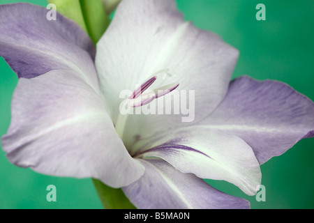 Lila Gladiolen mehrblütigen Blume Stockfoto