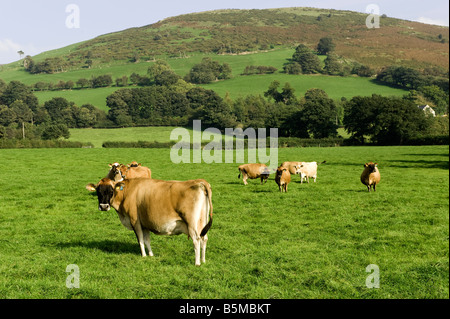 Jersey Milchkühe grasen in die walisische Landschaft in der Nähe von Ruthin Wales Stockfoto