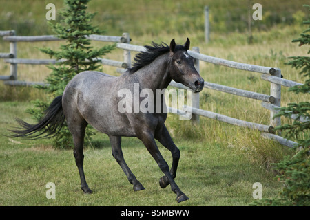 Grau, blue roan Pferd im Galopp durch Feld. Stockfoto