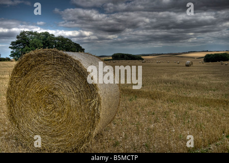 Frisch geschnitten Sie Heu, Strohballen, die darauf warten, von den Bauern in der Lincolnshire Wolds in der sommerlichen Ernte gesammelt werden Stockfoto