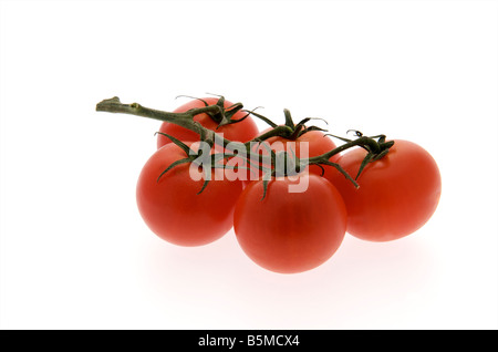 fünf 5 Reife strauchtomaten vor einem weißen Hintergrund Stockfoto
