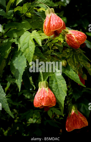 Red Vein Indian Mallow (Frameworks Pictun) Blumen Stockfoto