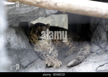 Snow Leopard im Asahiyama Zoo Hokkaido Japan Stockfoto