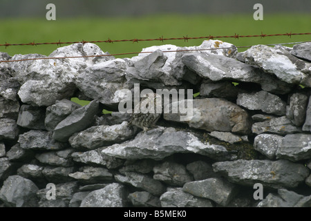Steinkauz, Athene Noctua, auf eine Trockensteinmauer in den Pennines, England Stockfoto