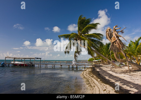 CAYE CAULKER, BELIZE - hölzerne dock und Palmen am Strand Stockfoto