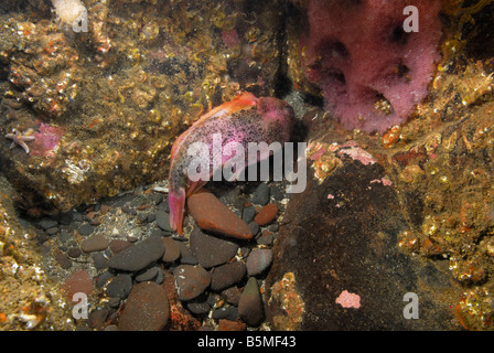 Männliche Lumpsucker (cyclopterus lumpus) Fisch bewacht ei Cluster, St Abbs, Schottland. Stockfoto