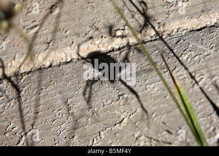 Schatten der Gebänderten Kreuzspinne (Argiope Trifasciata), Arizona, USA Stockfoto