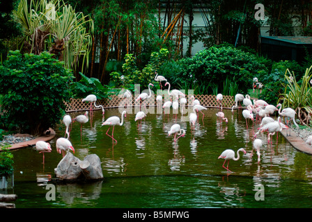 Flamingos in Kowloon Tsai Park Hong Kong China Stockfoto