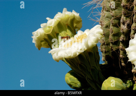 Eine Honigbiene sammelt Pollen auf eine Frühling Saguaro Kaktus Blüte in der Sonora-Wüste in Arizona Stockfoto