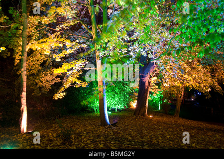 Bäume leuchtet in der Nacht Queens Park Chesterfield Derbyshire England Stockfoto