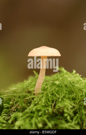 Grünblättriger Arten von Pilzen auf umgestürzten Baum wächst Stockfoto