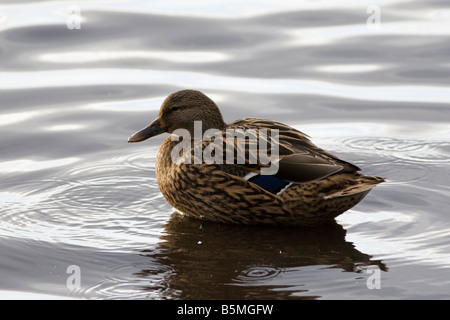 Stockente - Anas Platyrhynchos Ente Stockfoto