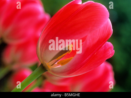 Red tulips Closeup. Conservatory Garden in New York City. One petal missing flower. Peer Gynt tulip. Low angle close up view of flowerbed. Stockfoto