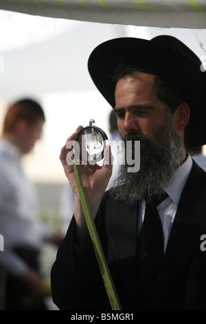 UltraOrthodox jüdischer Mann testen einen Lulaw für Laubhüttenfestvideo Stockfoto