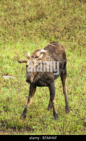 Elch, Alces Alces, vertikal, Yellowstone-Nationalpark, Frühling, Wyoming, Vereinigte Staaten von Amerika Stockfoto