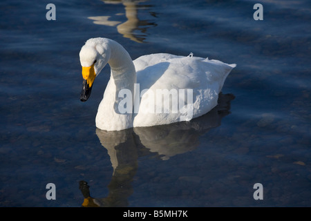 Hokkaido Japan Single Whooper Schwan Cygnus Cygnus an einer offenen Stelle des gefrorenen See Kussharo Akan National Park Stockfoto