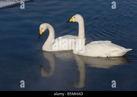 Hokkaido Japan paar von Whooper Schwäne Cygnus Cygnus an einer offenen Stelle des gefrorenen See Kussharo Akan National Park Stockfoto