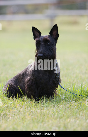 Scottish Terrier-Porträt in den Rasen mit Leine und Halsband auf. Stockfoto