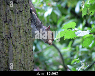 Eichhörnchen umzusehen Baum mit Eichel im Mund Stockfoto