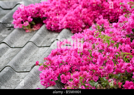 lebendige rosa Bougainvillea auf konkrete Ziegeldach, Umphang Provinz, t hailand Stockfoto