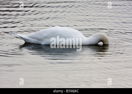 Schwan auf See mit Kopf unter Wasser begraben Stockfoto