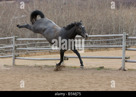 Grauschimmel verläuft durch Sand Ring und Böcke. Stockfoto