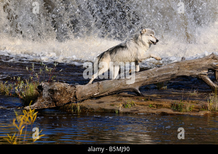 Grauer Wolf springen unter einem Wasserfall auf der Kettle River Banning State Park-Minnesota Stockfoto