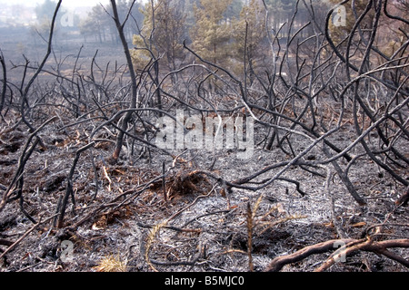 Heide-Feuer in Dorset in der Nähe einer Wohngegend Stockfoto