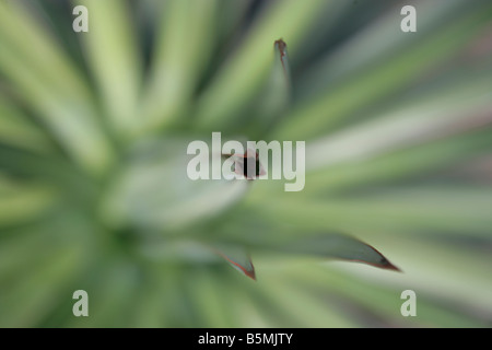 Grün-Aloe-Vera-Pflanze, Kakteen, Kaktus, genommen von oben, Stockfoto