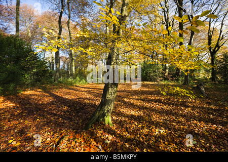 Schatten und Lichtmuster in Chiltern Buchenholz im Herbst Farbe mit goldenen gelben großblättrige Baum im Vordergrund Stockfoto