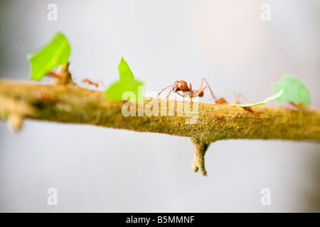 Blattschneiderameisen tragen Stücke der Blätter auf einem dünnen Ast Stockfoto