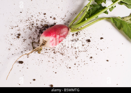 frisch gepflückt von Rettich Stockfoto