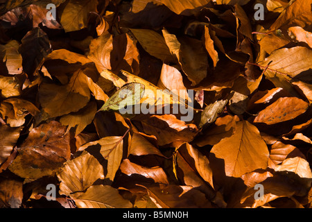 UK-Cheshire Herbst Haufen Laub Stockfoto