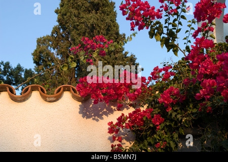 Sonnenuntergang über weißer Zaun mit blühenden roten Blüten bedeckt. Stockfoto