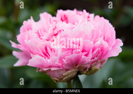 Eine rosa Pfingstrose Blume Stockfoto