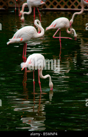 Flamingos in Kowloon Tsai Park Hong Kong China Stockfoto