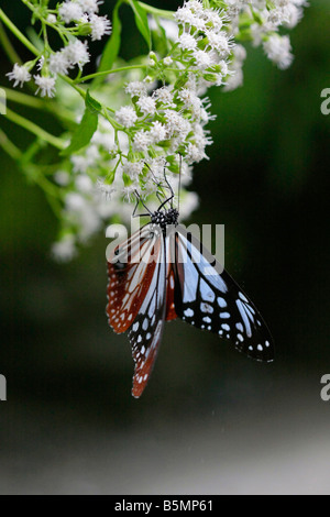 Die Kastanien Tiger Schmetterling Stockfoto