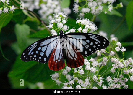 Die Kastanien Tiger Schmetterling Stockfoto