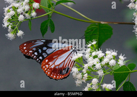 Die Kastanien Tiger Schmetterling Stockfoto