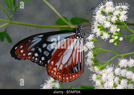 Die Kastanien Tiger Schmetterling Stockfoto