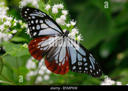 Die Kastanien Tiger Schmetterling Stockfoto